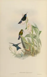 Eriocnemis nigrivestis